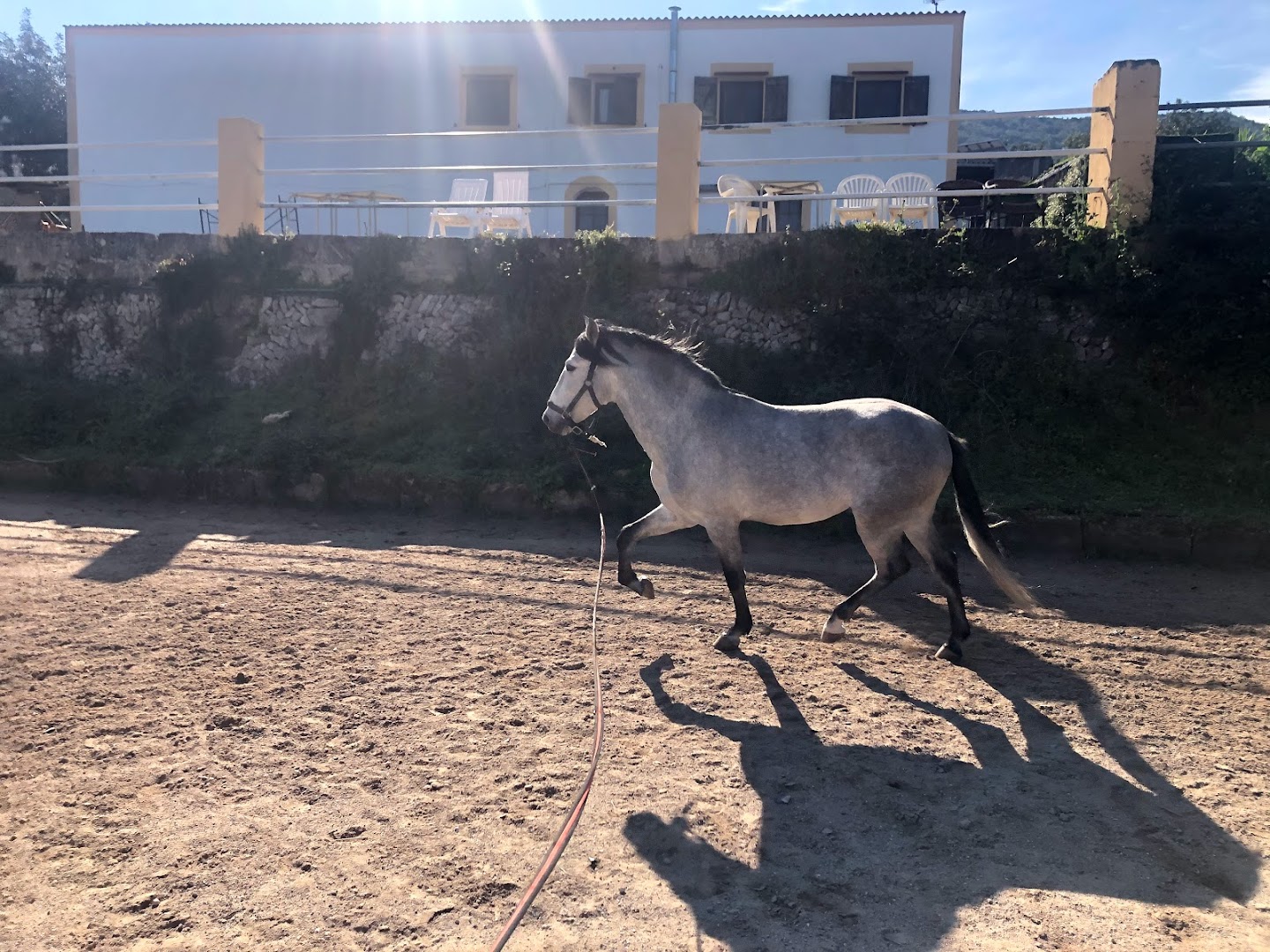 Mallorca Horses