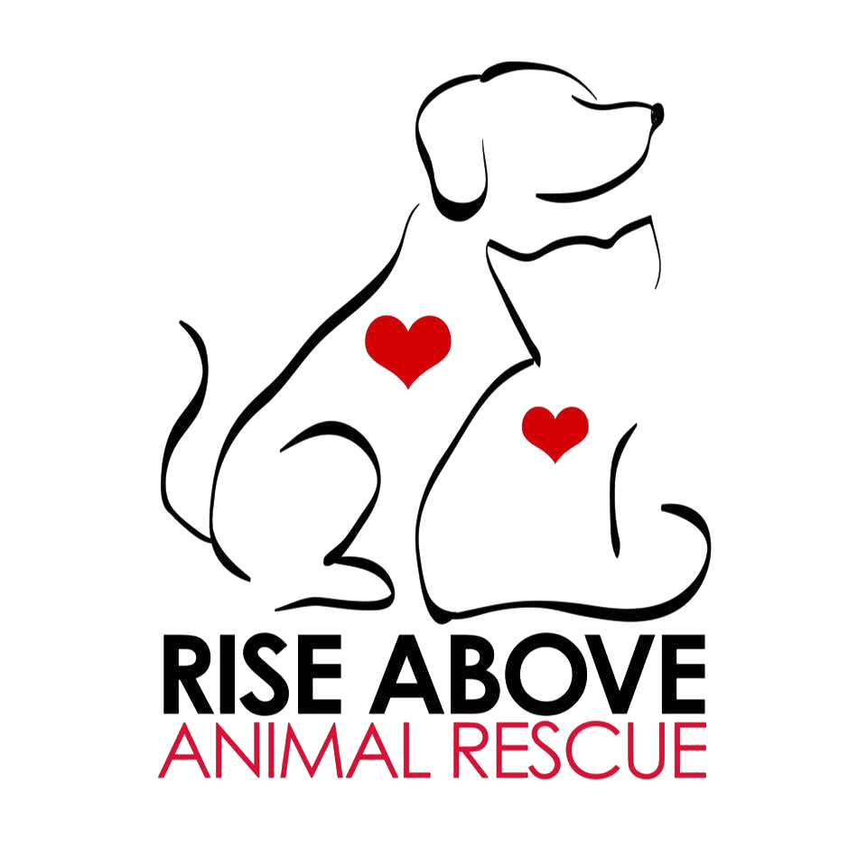 Rise Above Animal Rescue and Sanctuary