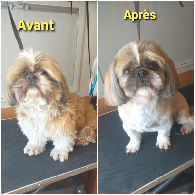 Esthétic canin 80 ambulant à Villers-Tournelle