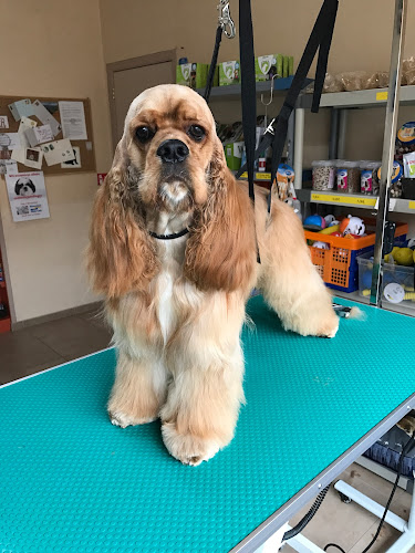 Trimsalon Sylvie - Hondentrainer