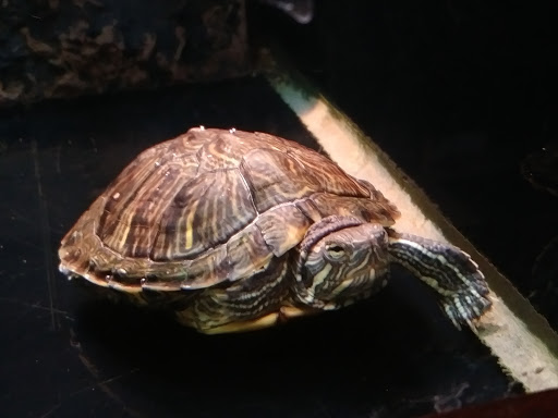 Pet Supply Store «Petco Animal Supplies», reviews and photos, 1401 E Spring Valley Rd, Richardson, TX 75081, USA