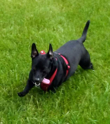 Pet Supply Store «PetSmart», reviews and photos, 533 S Tracy St, Wichita, KS 67209, USA