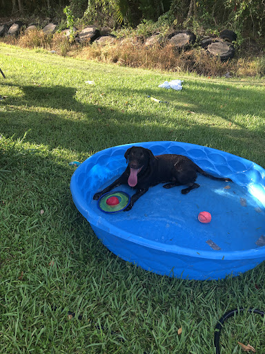 Pet Supply Store «PetSmart», reviews and photos, 1743 Martin Luther King Blvd, Houma, LA 70360, USA