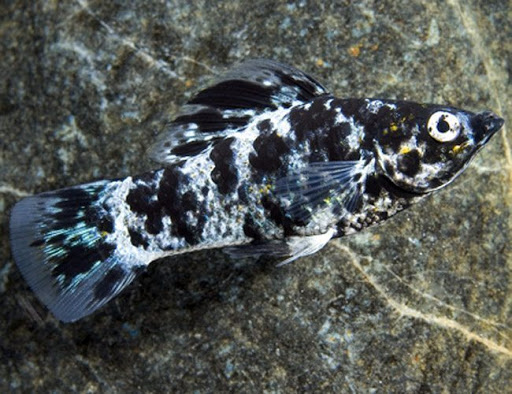 Tropical Fish Store «Reef Life Aquariums», reviews and photos, 5511 US-280 #310, Birmingham, AL 35242, USA