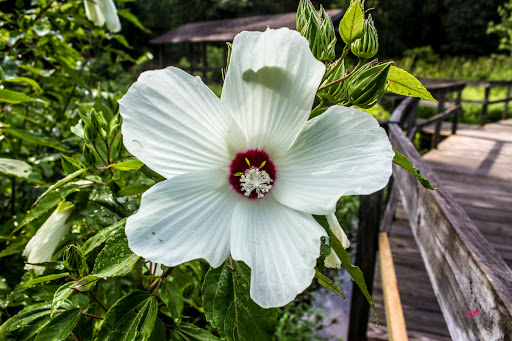 Nature Preserve «Melvin L. Newman Wetlands Center», reviews and photos, 2755 Freeman Rd, Hampton, GA 30228, USA