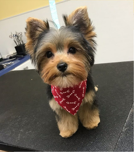 Pet Supply Store «Animal House Grooming & Quality», reviews and photos, 229 W Absecon Blvd, Absecon, NJ 08201, USA