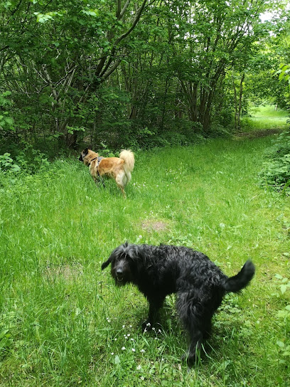 Hundeskoven i Haarby