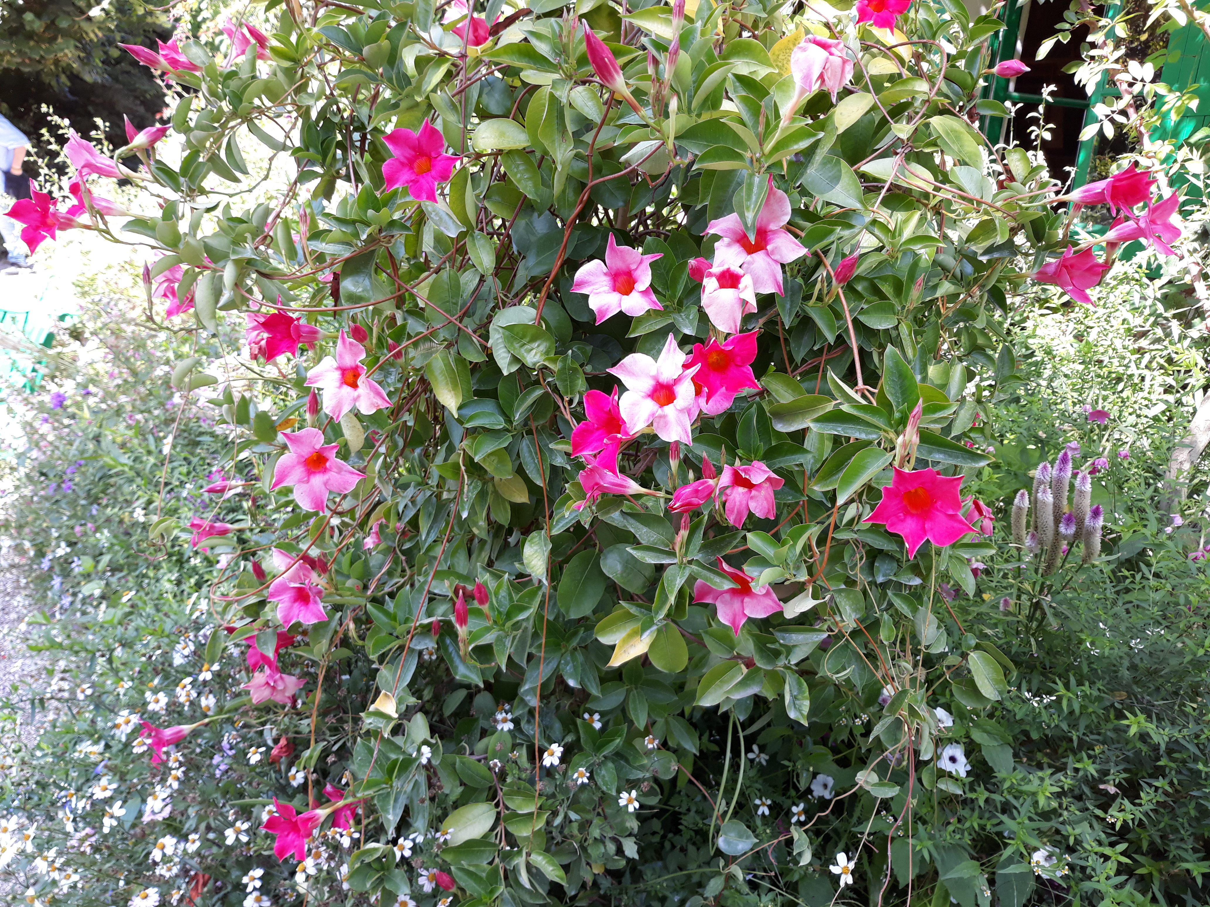 Photo n° 14 de l'avis de Zaj.h fait le 17/09/2018 à 16:50