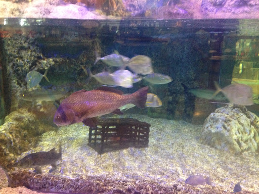 Sporting Goods Store «Bass Pro Shops», reviews and photos, 11551 NW 12th St, Miami, FL 33172, USA