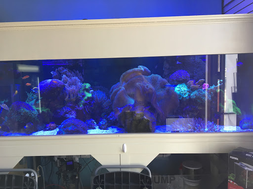 Tropical Fish Store «Blue Reef Aquatics», reviews and photos, 5960 Losee Rd, North Las Vegas, NV 89081, USA