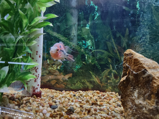 Pet Store «Fins Feathers Paws & Claws», reviews and photos, 436 Main St, Harleysville, PA 19438, USA