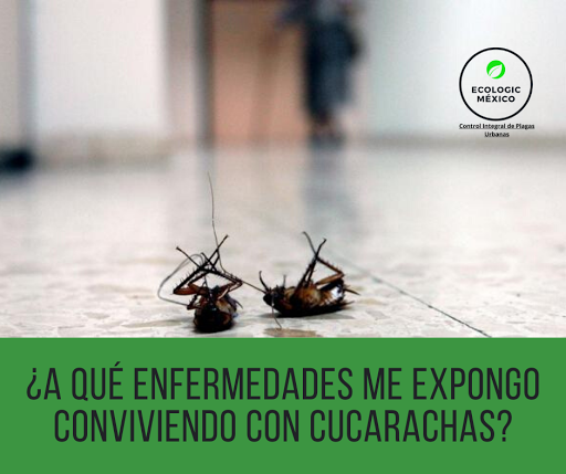 Fumigaciones y Control de Plagas en Guadalajara - Ecologic México