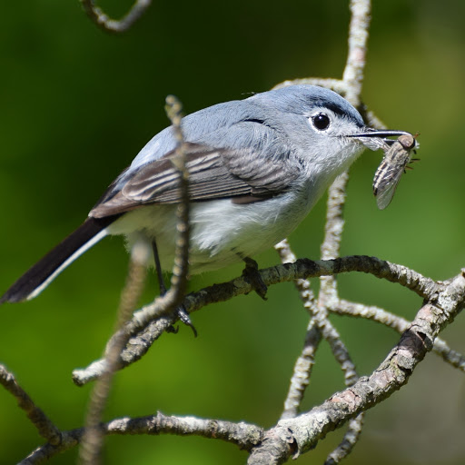 Nature Preserve «Governor Bridge Natural Area», reviews and photos, 7600 Governor Bridge Rd, Bowie, MD 20716, USA