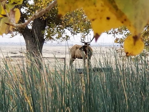 Nature Preserve «Tule Elk Reserve State Natural Reserve», reviews and photos, 8653 Station Rd, Buttonwillow, CA 93206, USA