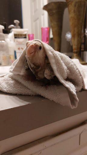 Pet Store «Petland», reviews and photos, 5470 Dixie Hwy, Fairfield, OH 45014, USA