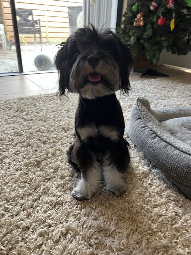 Pet Store «Woof Gang Bakery & Grooming Palm Beach Gardens», reviews and photos, 6231 PGA Boulevard #114, Palm Beach Gardens, FL 33418, USA