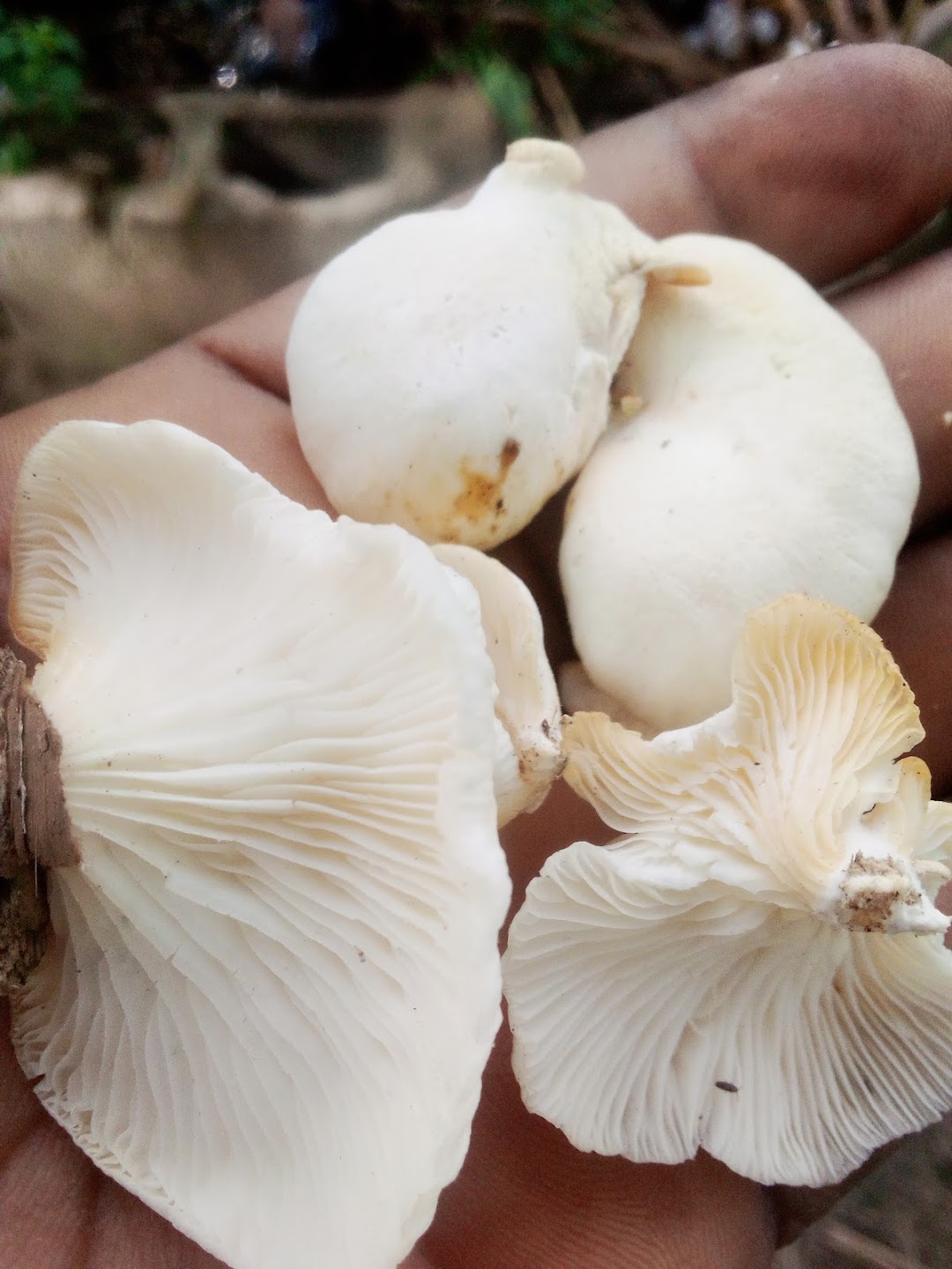 Day-makers mushroom farm