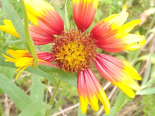 Park «Tom Slick Park / Dog Park», reviews and photos, 7400 Texas 151 Access Rd, San Antonio, TX 78227, USA