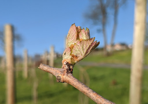 Winery «Mazzaroth Vineyard», reviews and photos, 8333 Myersville Rd, Middletown, MD 21769, USA