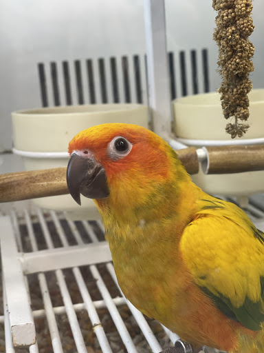 Pet Supply Store «Petco Animal Supplies», reviews and photos, 6418 S Staples St b, Corpus Christi, TX 78413, USA