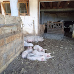 Photo n°7 de l'avis de Francesca.u fait le 17/10/2023 à 13:15 sur le  Tuffalm à Völs am Schlern