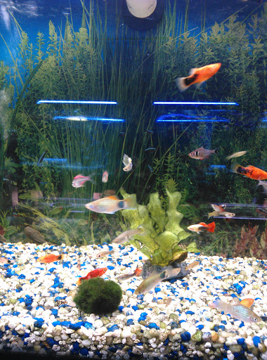 Pet Supply Store «Coral Reef», reviews and photos, 625 W Agency Rd, West Burlington, IA 52655, USA