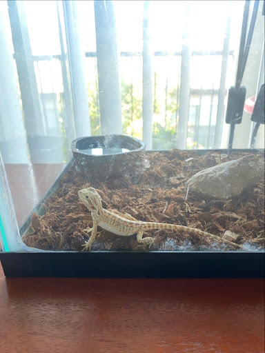 Pet Supply Store «PetSmart», reviews and photos, 6204 W Park Blvd, Plano, TX 75093, USA