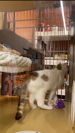 Pet Supply Store «PetSmart», reviews and photos, 132 NJ-31, Flemington, NJ 08822, USA