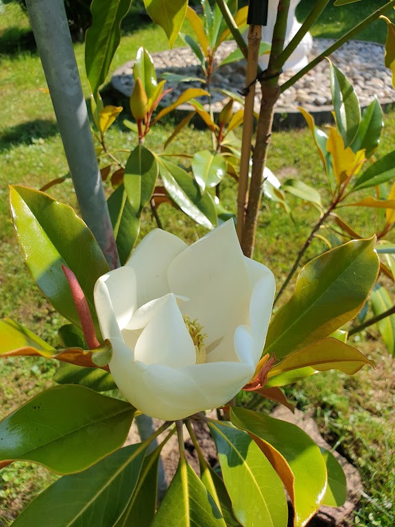 Baumschule Pflanzenvielfalt GmbH