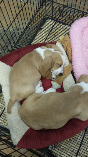 Pet Supply Store «Pet Ranch», reviews and photos, 3823 E 120th Ave, Denver, CO 80233, USA