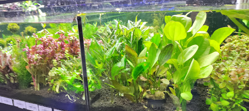 Tropical Fish Store «Aquarium Artisans», reviews and photos, 8005 Plainfield Rd #11, Cincinnati, OH 45236, USA