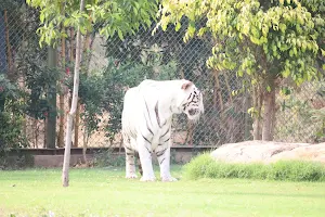 Albino Tiger Cage Indroda image