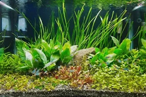 Aquana - Planted Aquariums, Aquatic Plants, Fertilizers *Call before coming* image