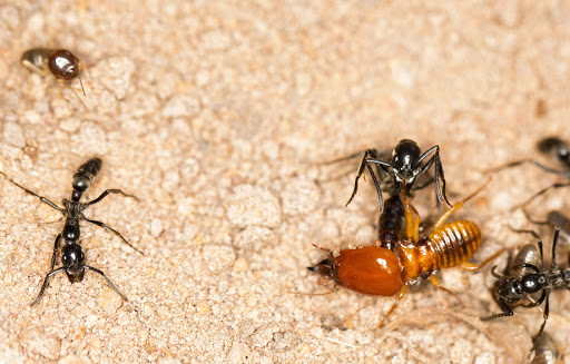 Hi Tech Termite Control - Termite Inspection Near Me | Fumigation Services