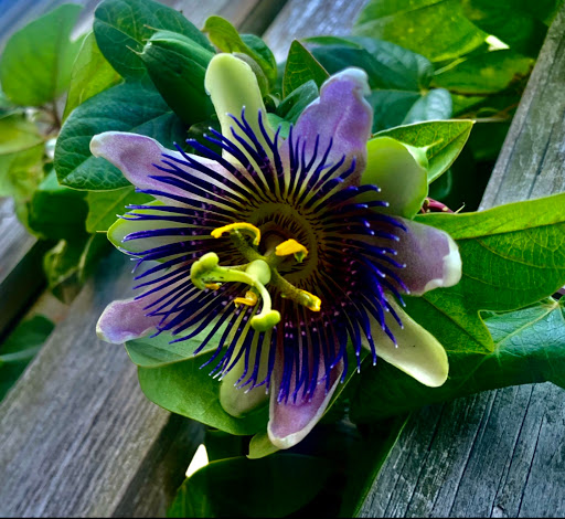 Plant Nursery «Wilcox Nursery», reviews and photos, 12501 Indian Rocks Rd, Largo, FL 33774, USA