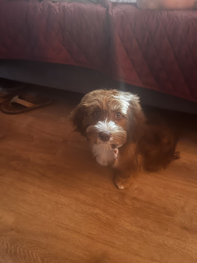 Pet Supply Store «PetSmart», reviews and photos, 150 Glynn Isle, Brunswick, GA 31525, USA