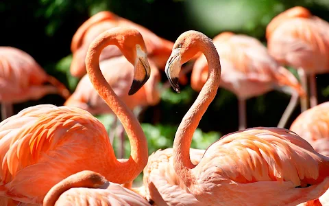 Vogelpark Avifauna image