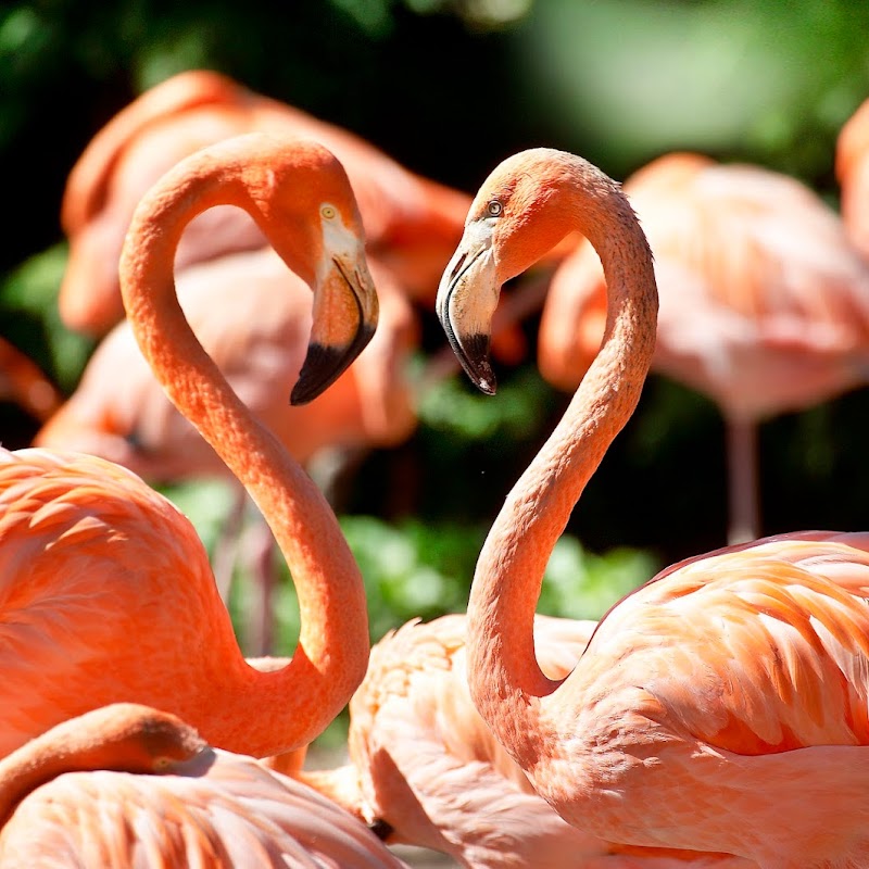 Vogelpark Avifauna