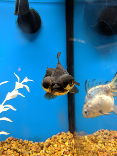 Pet Supply Store «Petco Animal Supplies», reviews and photos, 304 Western Ave, Brighton, MA 02135, USA