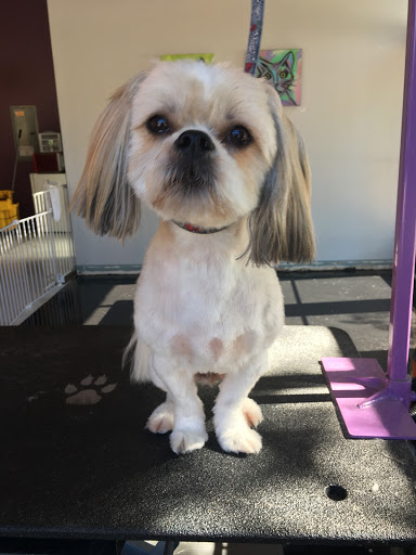 Pet Groomer «ÅSKA Pet Spa & Boutique», reviews and photos, 197 E 7th St, St Paul, MN 55101, USA