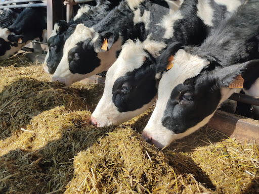 Agropecuària Sant Marc SLU en Santa Eugènia de Berga