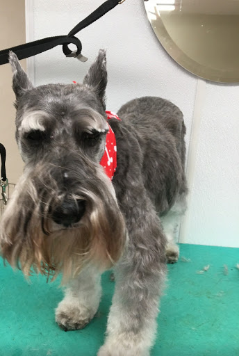 Pet Groomer «Plush Pups Dog Grooming & Pet Supplies», reviews and photos, 2335 Huntingdon Pike, Huntingdon Valley, PA 19006, USA