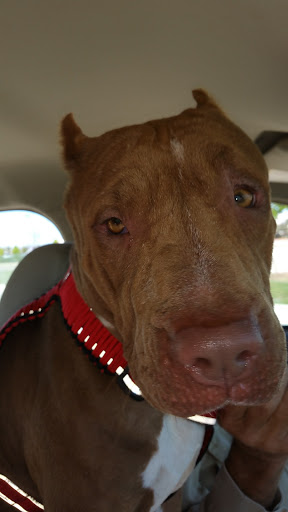 Pet Supply Store «PetSmart», reviews and photos, 6345 Garth Rd #140, Baytown, TX 77521, USA