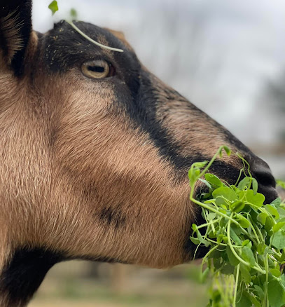 Dusty Goat Farm Living Foods