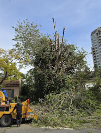 Gabriel´s Tree Service And Landscaping - Photo 4 - Car repair in Los Angeles, CA, Torrance