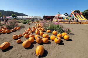 Pastorino's Pumpkin Farm image