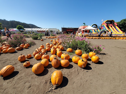 Pastorino's Pumpkin Farm