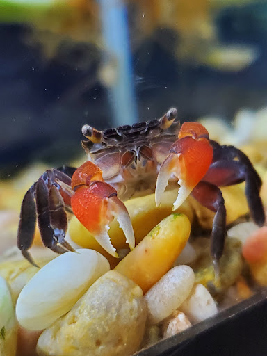 Tropical Fish Store «D-N-D Aquariums & Pet Shop», reviews and photos, 1016 S Armstrong Ave # 103, Denison, TX 75020, USA