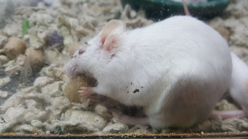 Pet Store «Pet Goods», reviews and photos, 1125 Central Park Ave, Scarsdale, NY 10583, USA