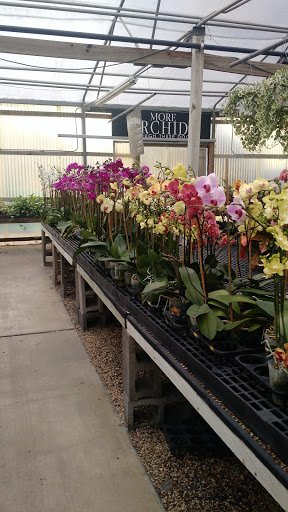 Florist «Dr Delphinium Flower & Orchid House», reviews and photos, 513 W Campbell Rd, Richardson, TX 75080, USA